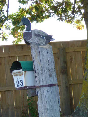 havelock_duck_on_stick1.jpg