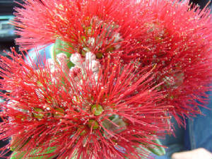 pohutukawa.jpg