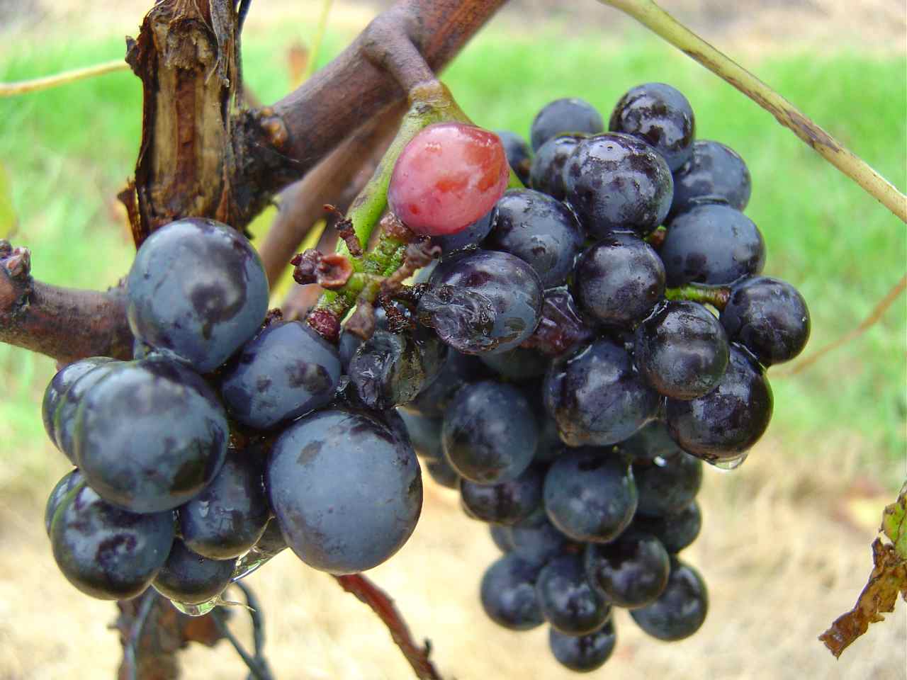 grapes.jpg