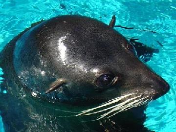 marineworld1_seal_up_close.jpg