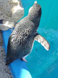 marineworldpenguin.jpg