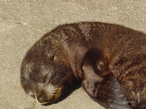 marineworldsealcub.jpg