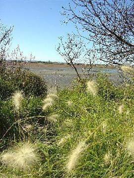 napier_wetland_fluff.jpg